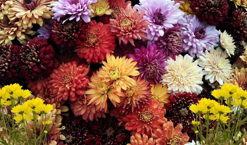 Chrysanthemum ; చామంతి సాగు మెళకువలు