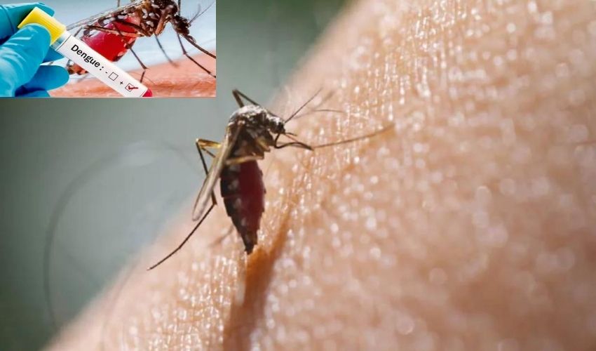 Dengue In Delhi : ఢిల్లీపై డెంగ్యూ పంజా..23మరణాలు,9500 కేసులు