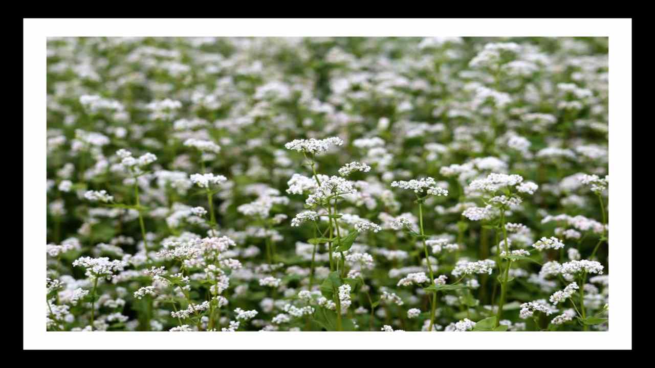 Ajwain Farming : సమస్యలు తక్కువ, అదాయం ఎక్కువ, వాము సాగులో తెలుగు రైతులు!