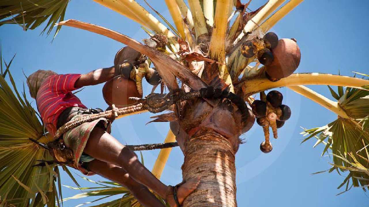 Andhra Pradesh: ఏపీలో ‘వైఎస్సార్ గీత కార్మిక భరోసా’ పథకం.. ఆమోదం తెలిపిన సీఎం జగన్