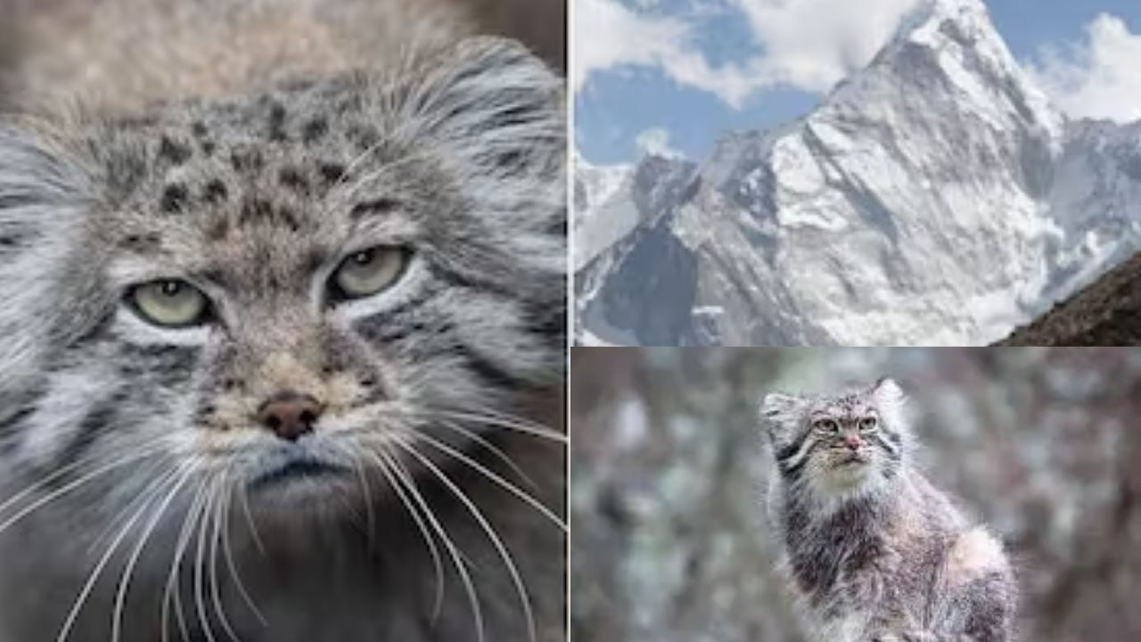 Rare Wild Cat : ఎవరెస్టు శిఖరంపై అత్యంత అరుదైన పిల్లి