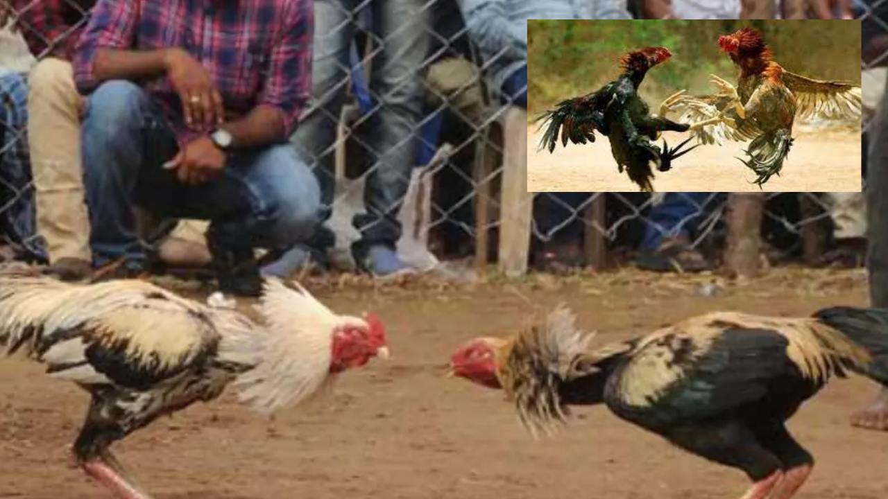 Chicken Bettings In AP : ఆంధ్రప్రదేశ్ లో జోరుగా కోడి పందాలు.. హైకోర్టు ఆదేశాలు, పోలీసుల ఆంక్షలు బేఖాతరు