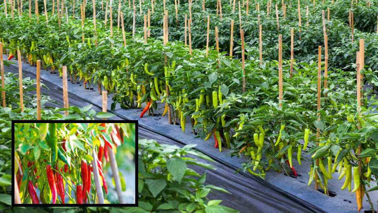 Chili Farms : మిరపతోటల్లో సమీకృత యాజమాన్య పద్ధతులు!