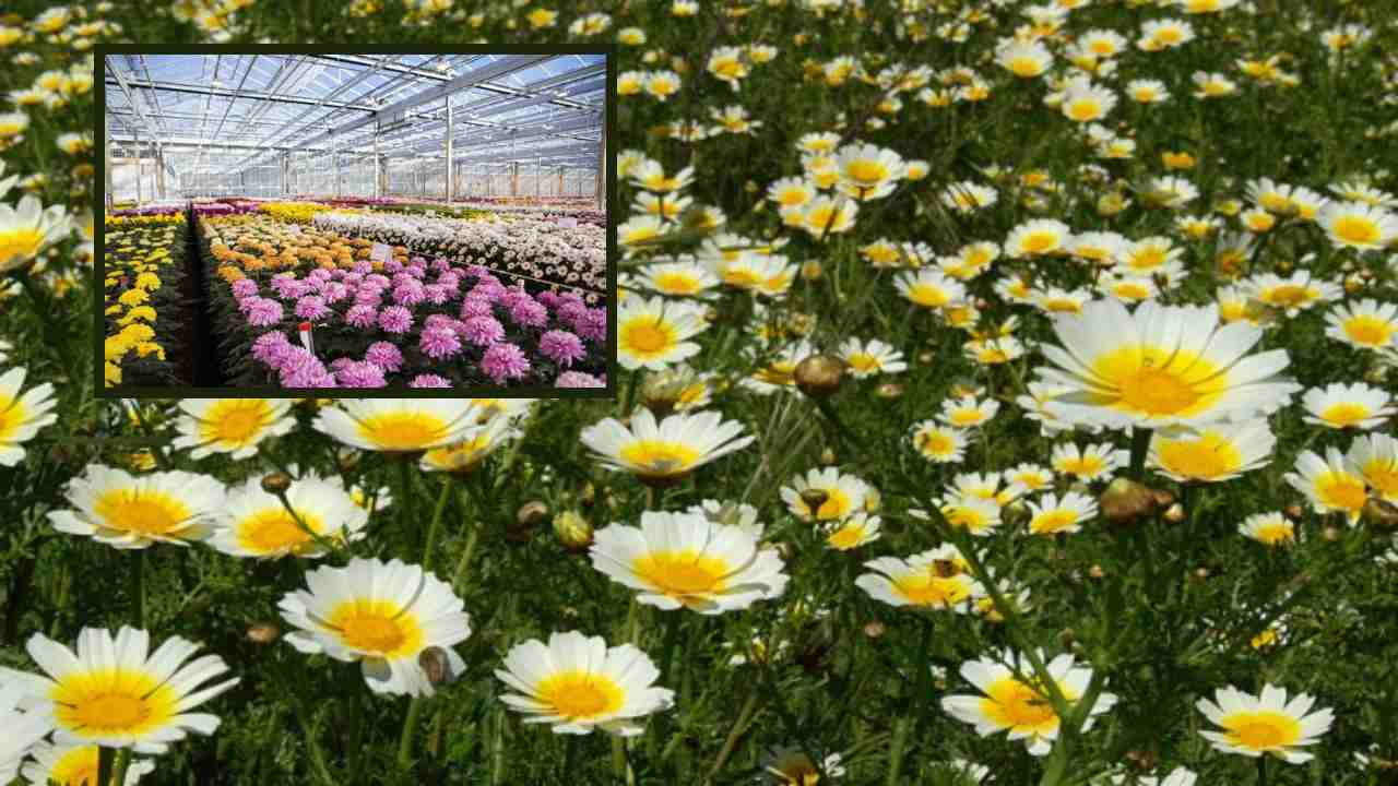 Chamanti Cultivation : రైతులకు అదాయాన్ని తెచ్చిపెడుతున్న చామంతి సాగులో యాజమాన్య పద్ధతులు !