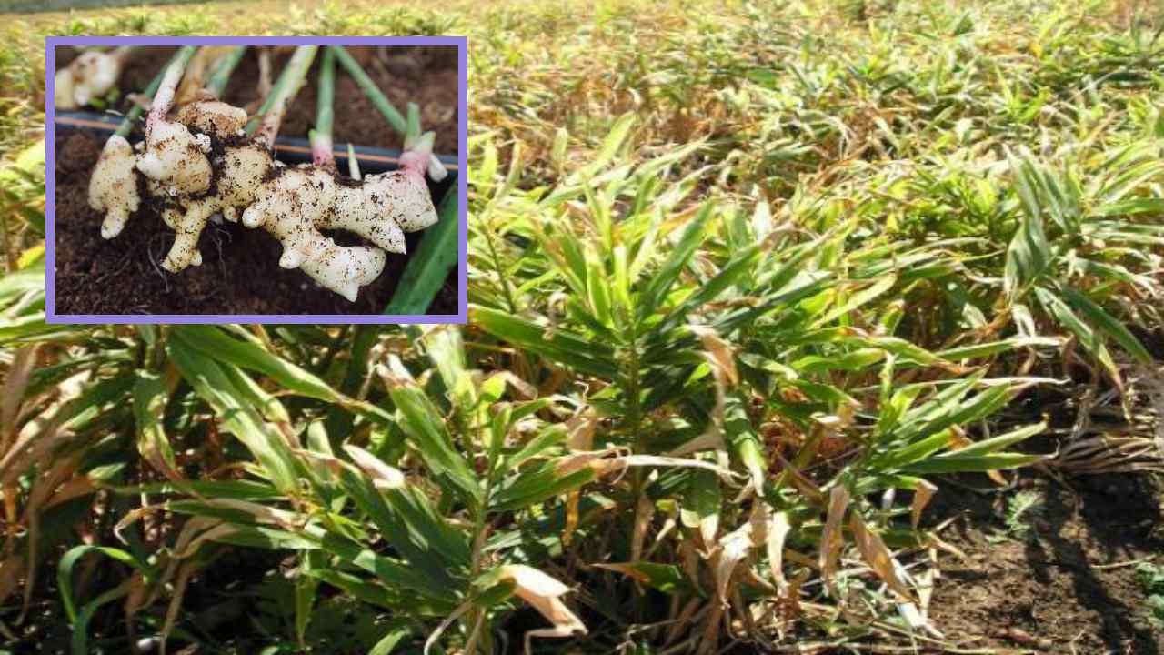 Ginger Cultivation : అల్లం సాగులో సస్యరక్షణ, చీడపీడల నివారణ!