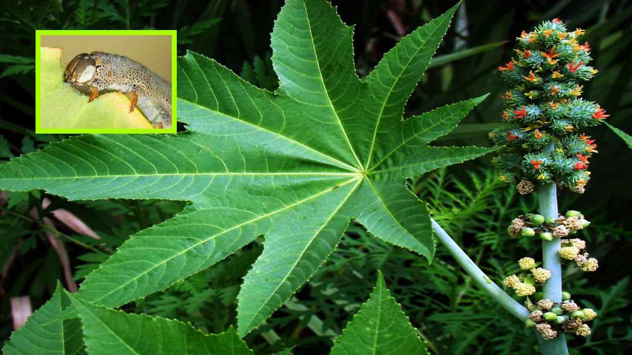 Castor Bean Crop : ఆముదం పంటకు నష్టం కలిగించే దాసరి పురుగు, నివారణ చర్యలు!