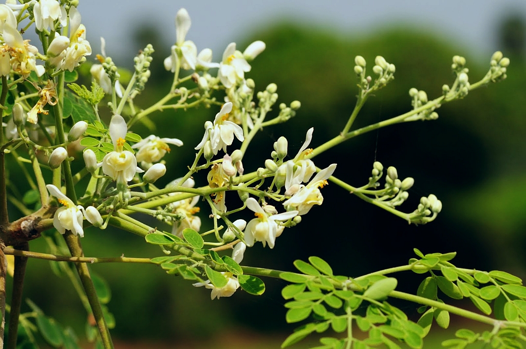 Moringa Flowers And Leaves : మునగ పువ్వులు, ఆకులతో అశ్ఛర్యకరమైన ఆరోగ్యప్రయోజనాలు!