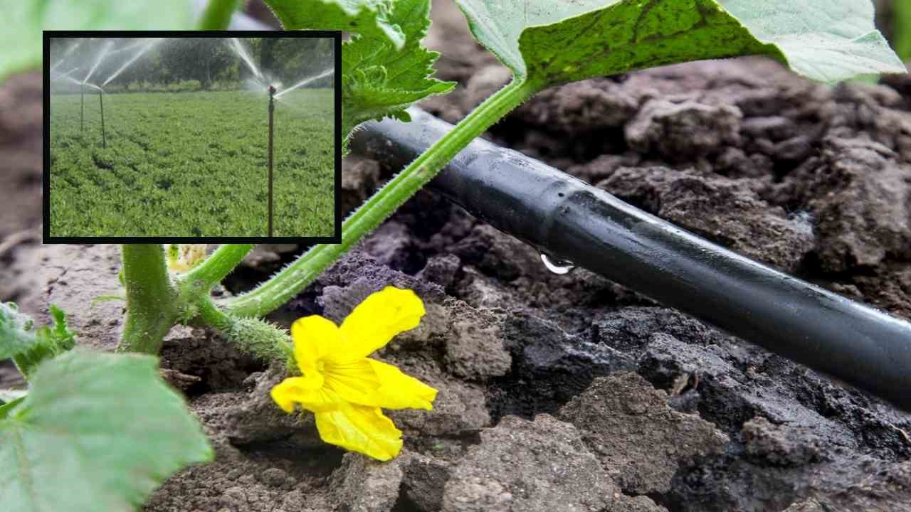 Fertigation System : ఎరువుల వృధాను అరికట్టటంతోపాటు, మొక్కలకు నేరుగా పోషకాలు అందించే ఫర్టిగేషన్ విధానంలో సాగు!