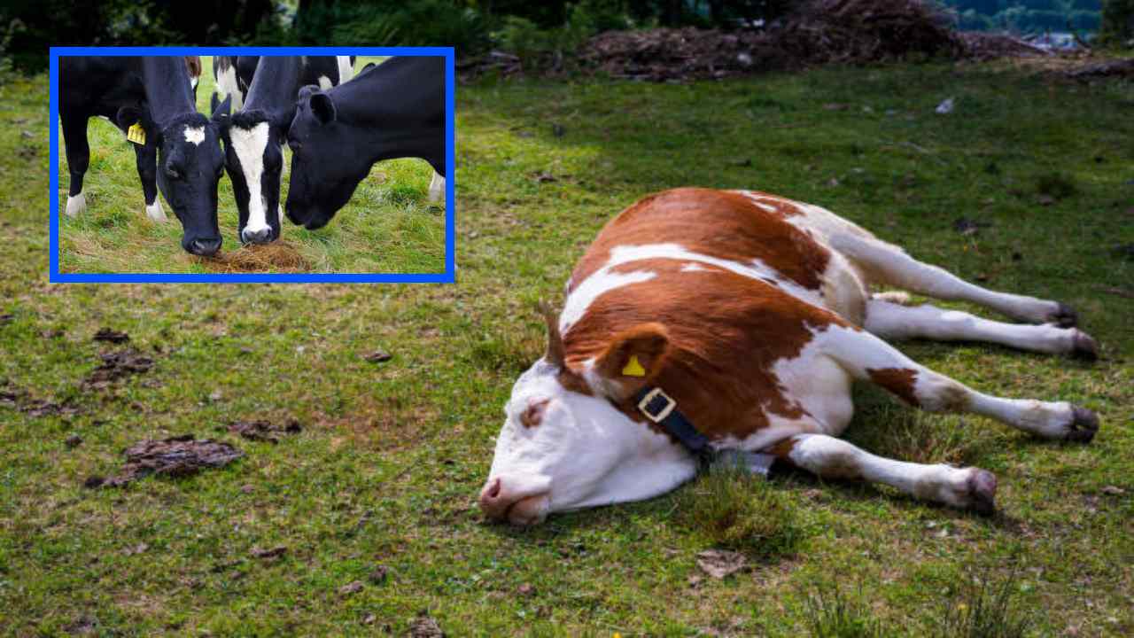 First Aid For Poisoned Cattle : విష ప్రభావానికి గురైన పశువులకు చేయవలసిన ప్రధమ చికిత్స ఏంటంటే?