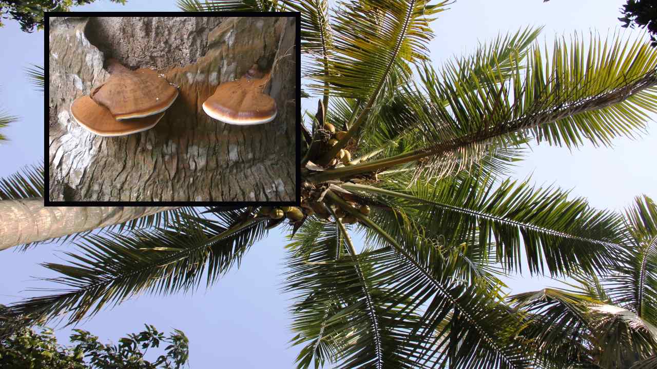 Ganoderma Pest : కొబ్బరిని ఆశించే గానోడెర్మా తెగులు, నివారణ చర్యలు !