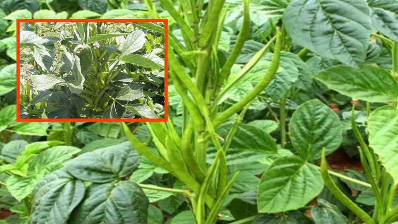 Goru Chikkudu : గోరు చిక్కుడు సాగులో యాజమాన్యపద్ధతులు !