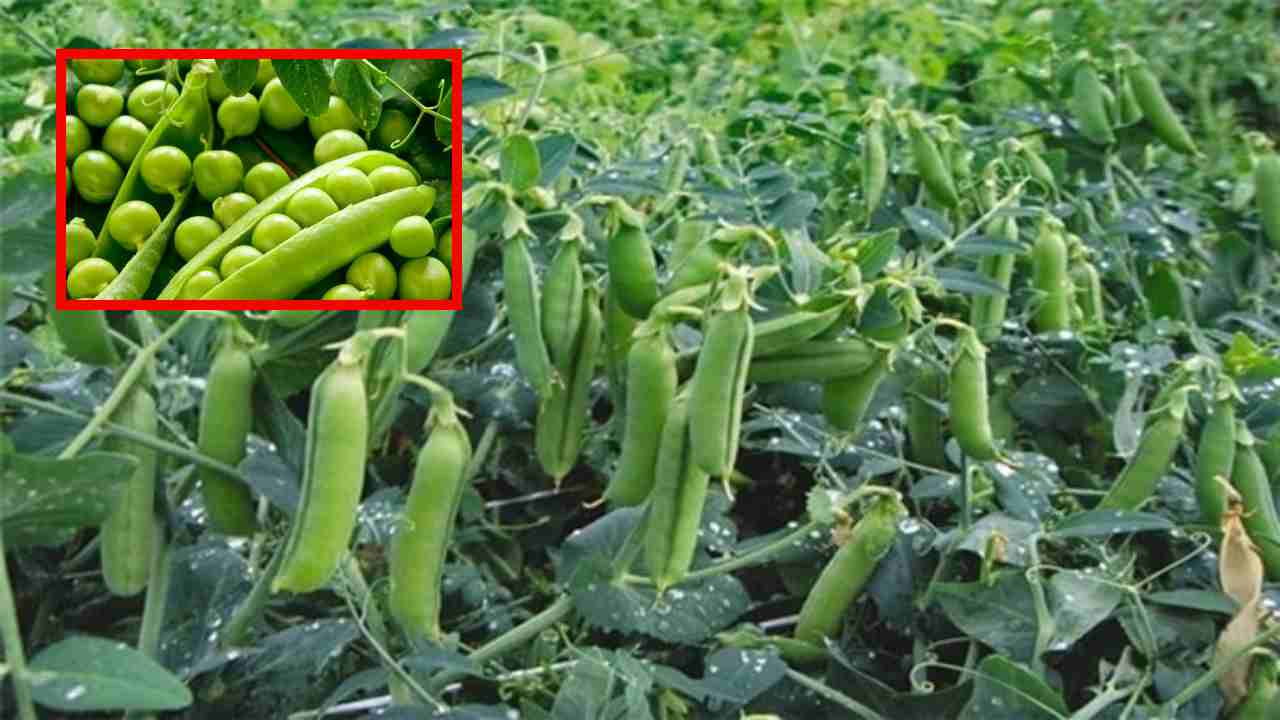 Green Peas Cultivation : బఠాణి సాగు చేపట్టే రైతులు మంచి దిగుబడులకోసం విత్తనాల ఎంపిక!