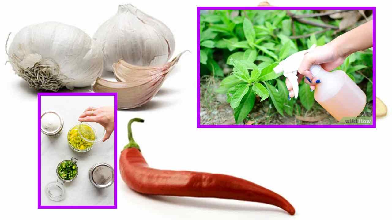 Green Pepper And Garlic Solution : కూరగాయల పంటల్లో శనగపచ్చ పురుగు, లద్దె పురుగు నివారణకు పచ్చి మిర్చి వెల్లుల్లి ద్రావణం!