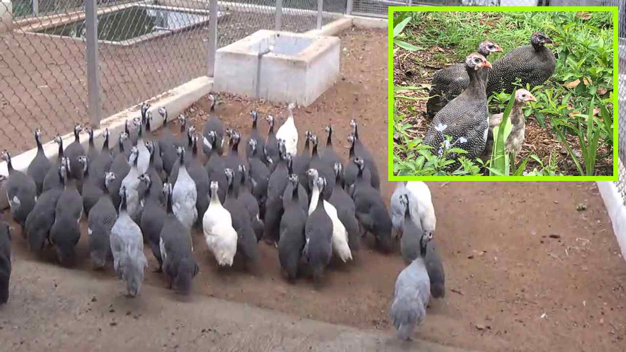 Guinea Fowl Farming : గ్రామీణ రైతులకు అదనపు అదాయాన్ని అందించే గినీ కోళ్ళ పెంపకం!