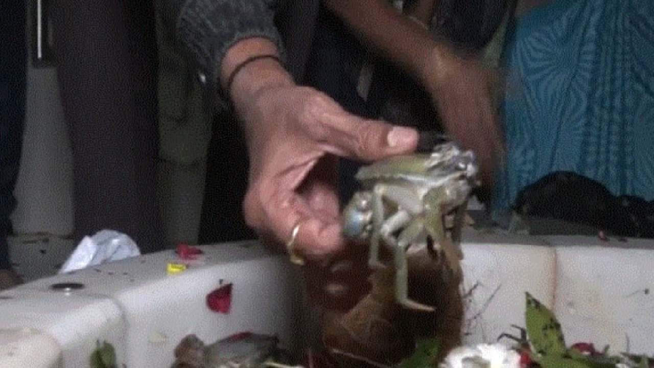 Gujarat: వింత ఆచారం.. శివుడికి పీతలు సమర్పిస్తున్న భక్తులు.. ఎక్కడంటే