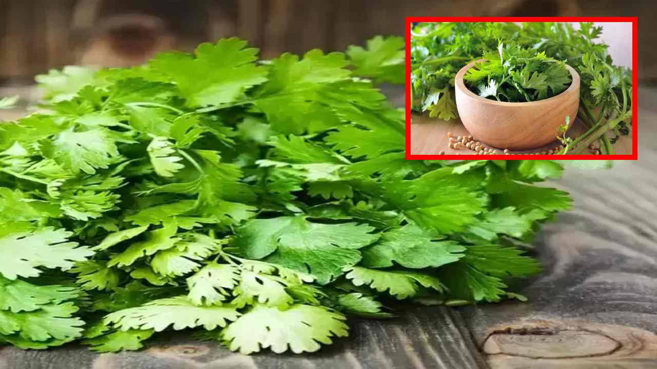 Coriander : చెడు కొలెస్ట్రాల్, రక్తపోటును నియంత్రించడంలో సహాయపడే కొత్తిమీర!