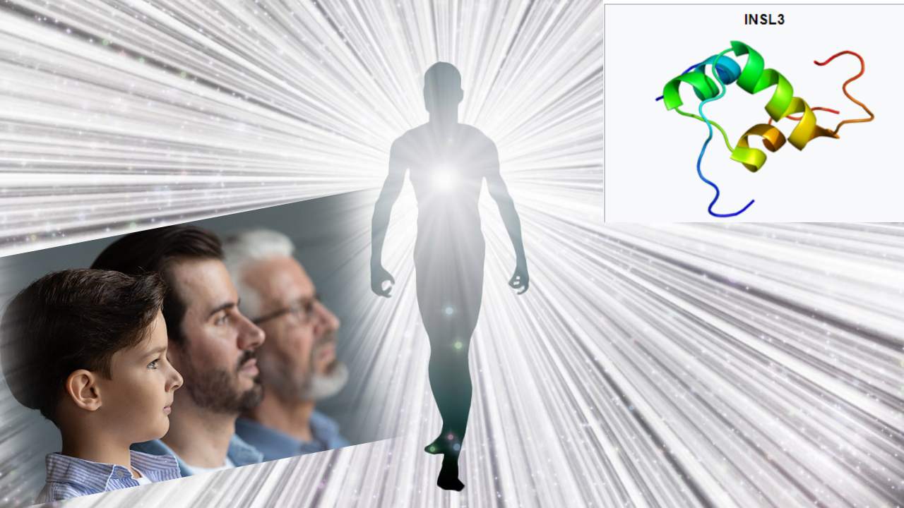 INSL3 : పురుషులలో భవిష్యత్తులో వచ్చే వ్యాధుల ప్రమాదాన్ని తెలియజేసే ఒకే ఒక్క హార్మోన్..