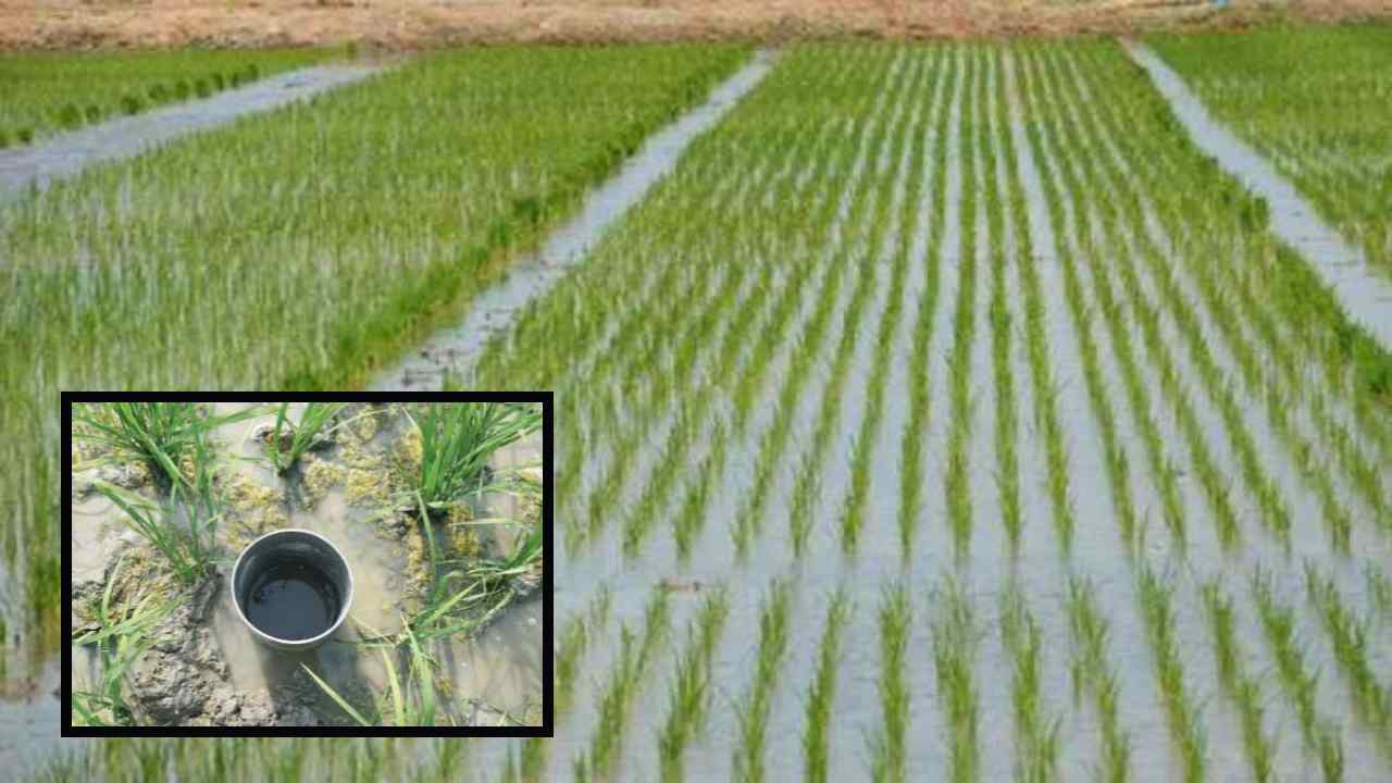 Irrigation Method In Paddy : వరిలో ఆరుతడి నీటి పారుదల పద్ధతితో సాగునీటి ఆదా!