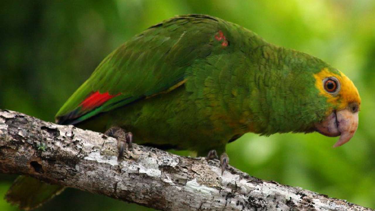 Karnataka: అంతరించిపోతున్న జీవుల అక్రమ రవాణా.. ఎయిర్‌పోర్టులో 18 జీవుల స్వాధీనం.. నిందితుల అరెస్ట్