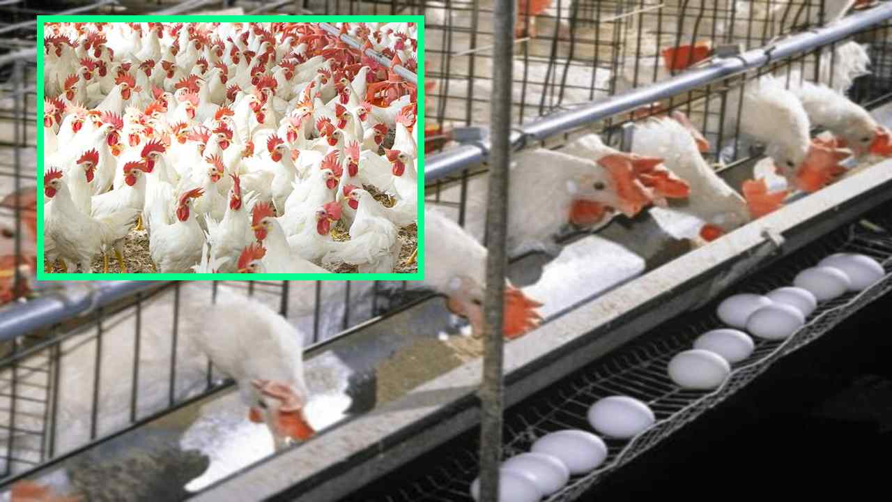 Layer Chickens : లేయర్ కోళ్లకు వ్యాధులు రాకుండా ముందస్తుగా ఇవ్వాల్సిన టీకాలు ఇవే!