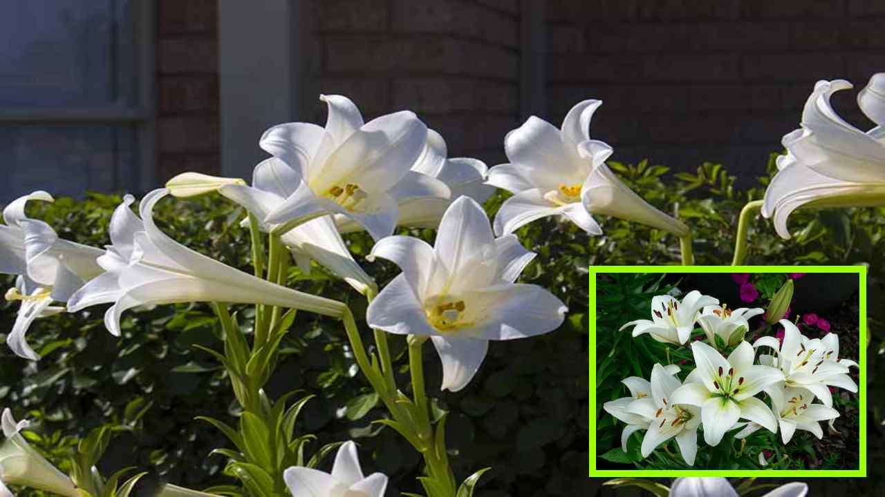 Lily Cultivation : లిల్లీ సాగులో చీడపీడల నివారణ పద్ధతులు!