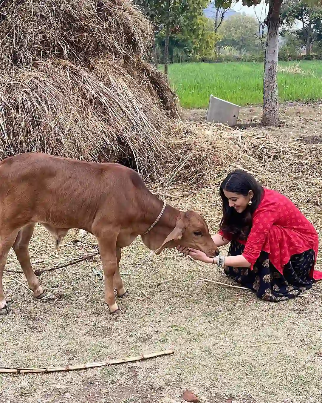 Malvika Sharma photos with the calf