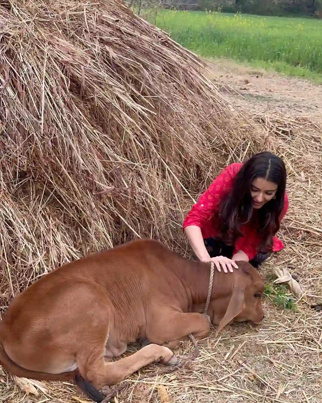 Malvika Sharma photos with the calf