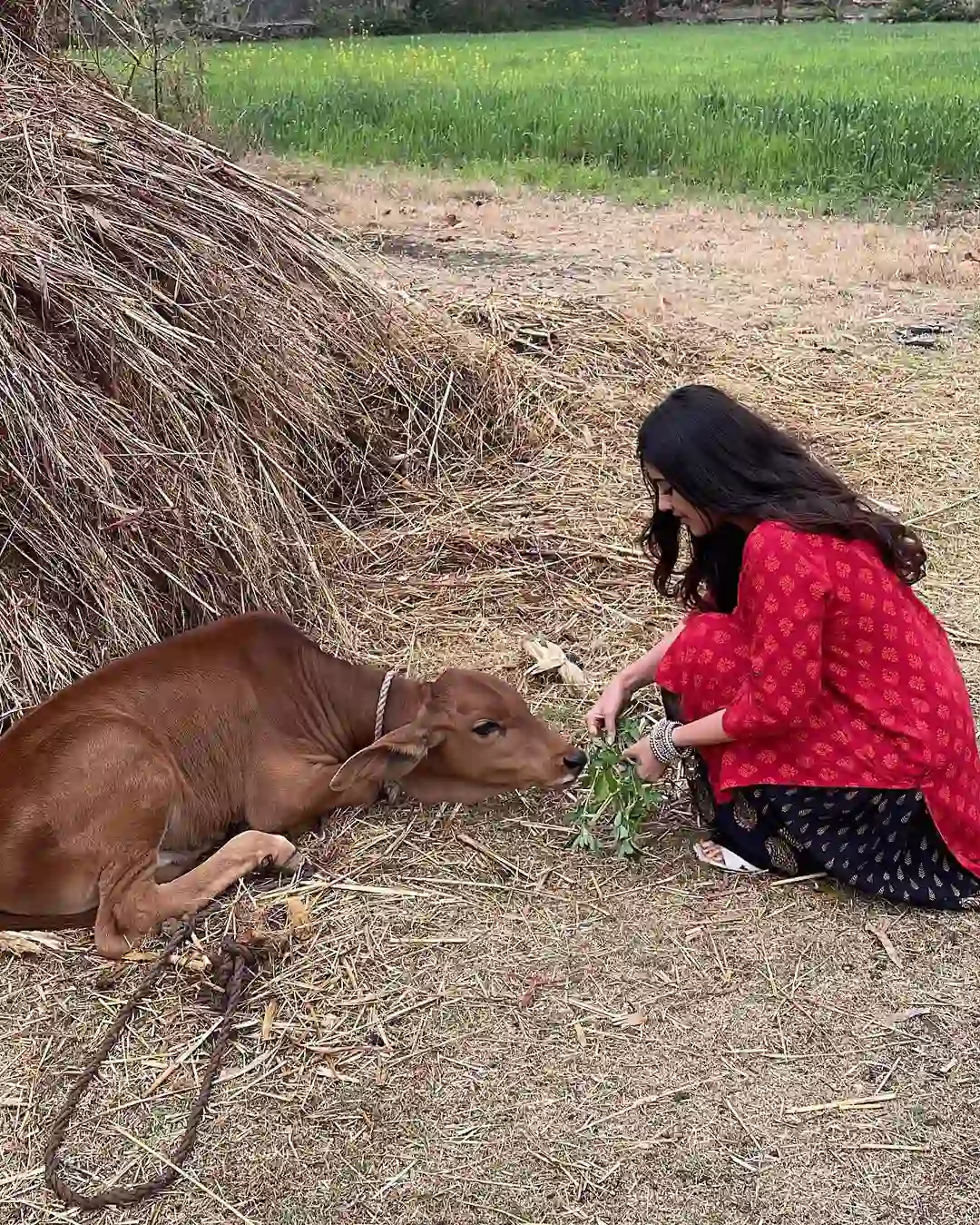 Malvika Sharma photos with the calf
