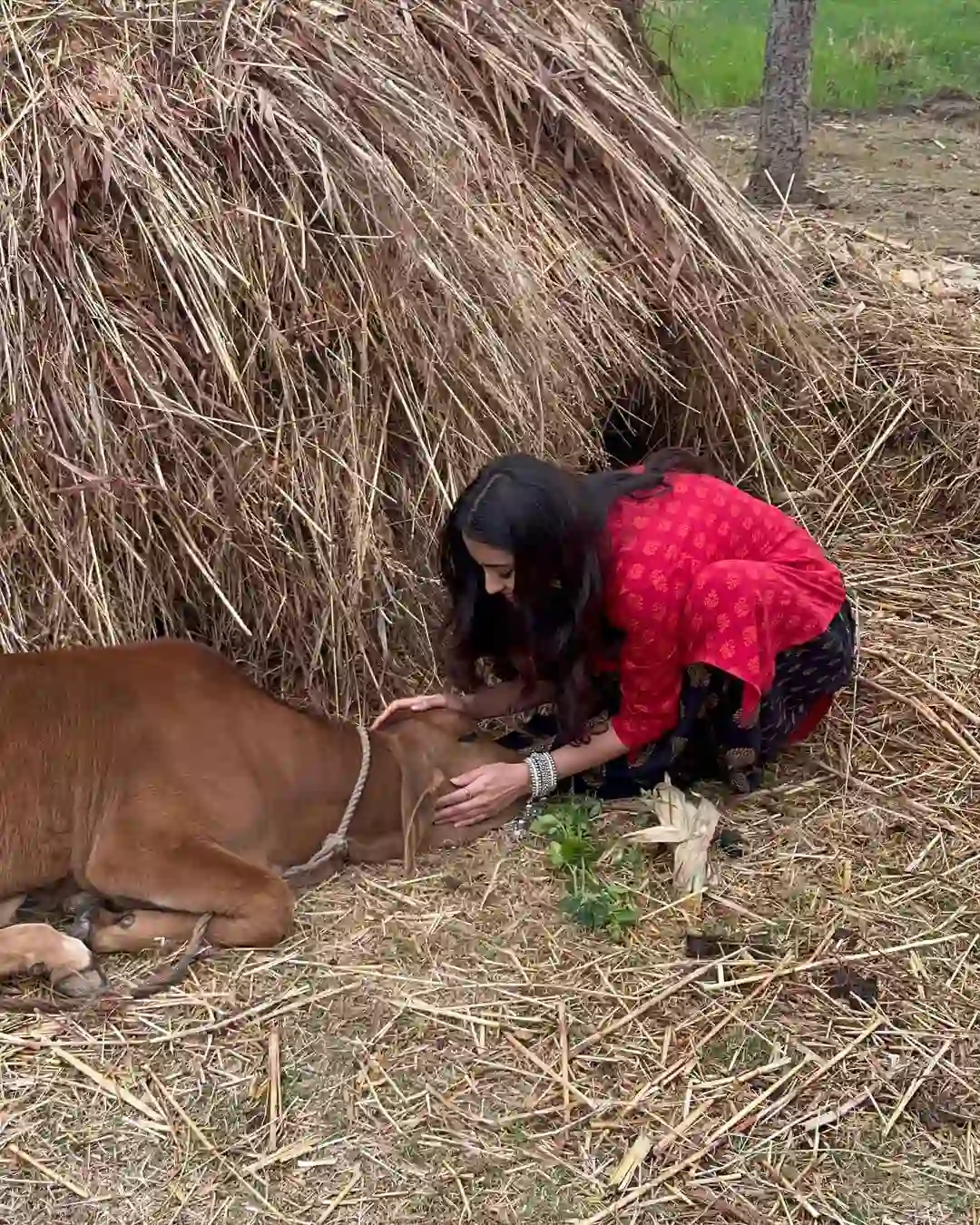 Malvika Sharma photos with the calf