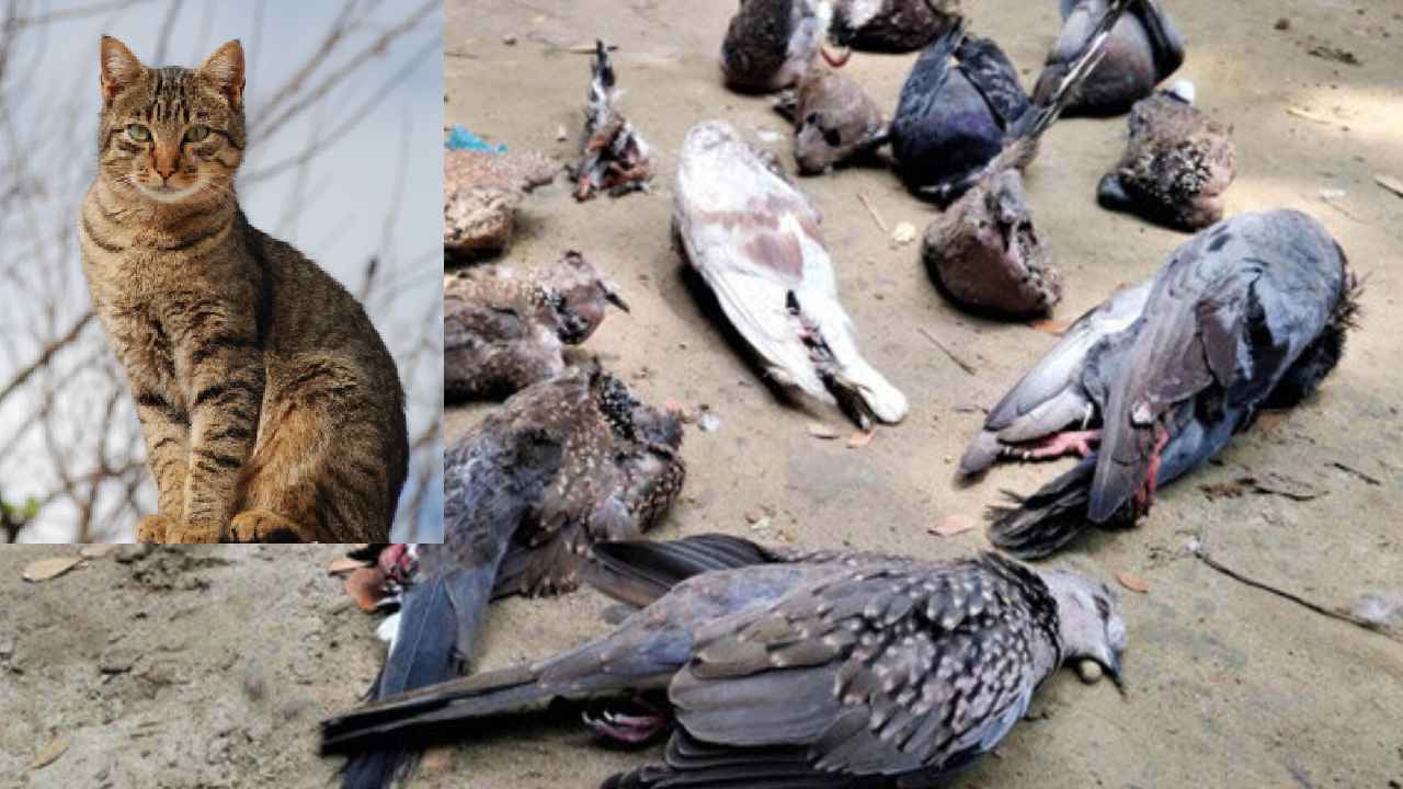 Man Kills Pigeons : అమానుషం.. పక్కింటి వారిపై అనుమానంతో 30 పావురాలను చంపేశాడు