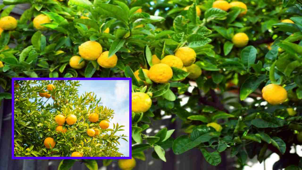 Lemon Crop : నిమ్మ పంటలో పూత నియంత్రణ, పిందె రాలటాన్ని అరికట్టే యాజమాన్యపద్ధతులు!