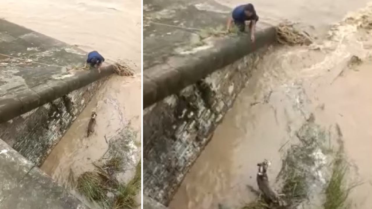 Viral video: నీటి ప్రవాహం మధ్యలో ఇరుక్కుపోయిన కుక్క ప్రాణాలు కాపాడిన వ్యక్తి