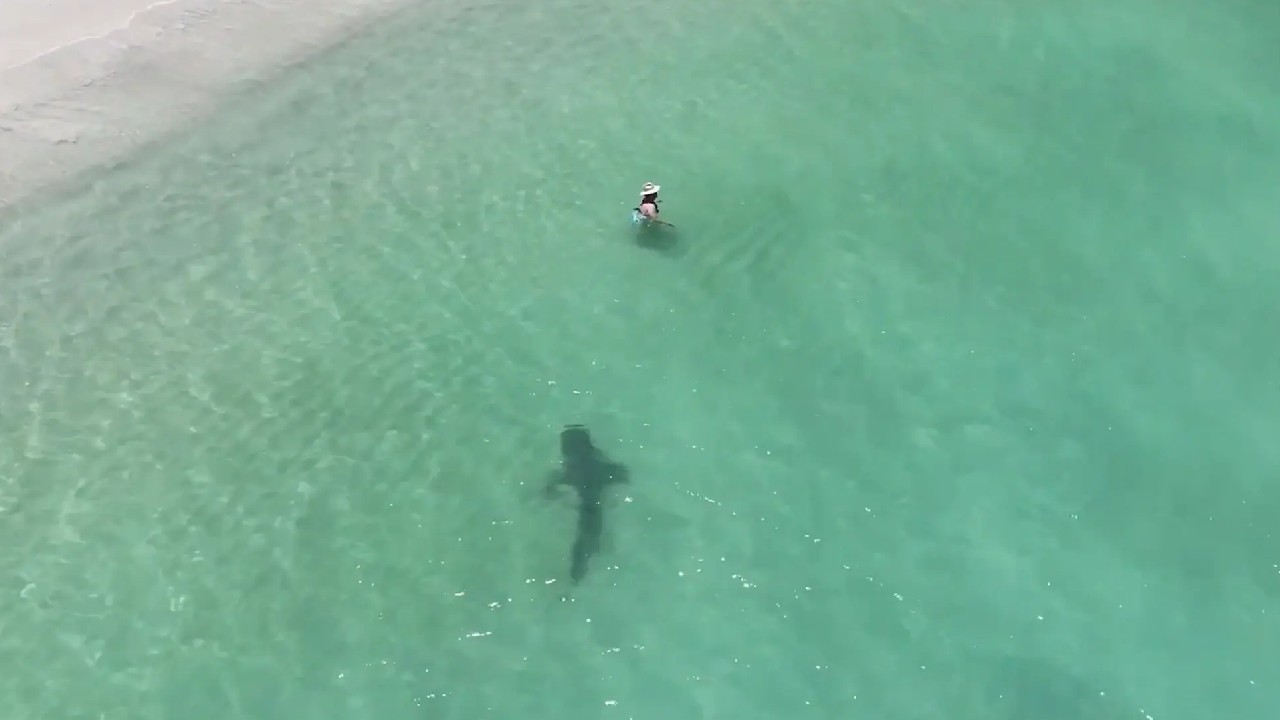 Terrifying Drone Video: బీచ్‌లో ఉన్న అమ్మాయి వద్దకు దూసుకువచ్చిన భారీ షార్క్ చేప