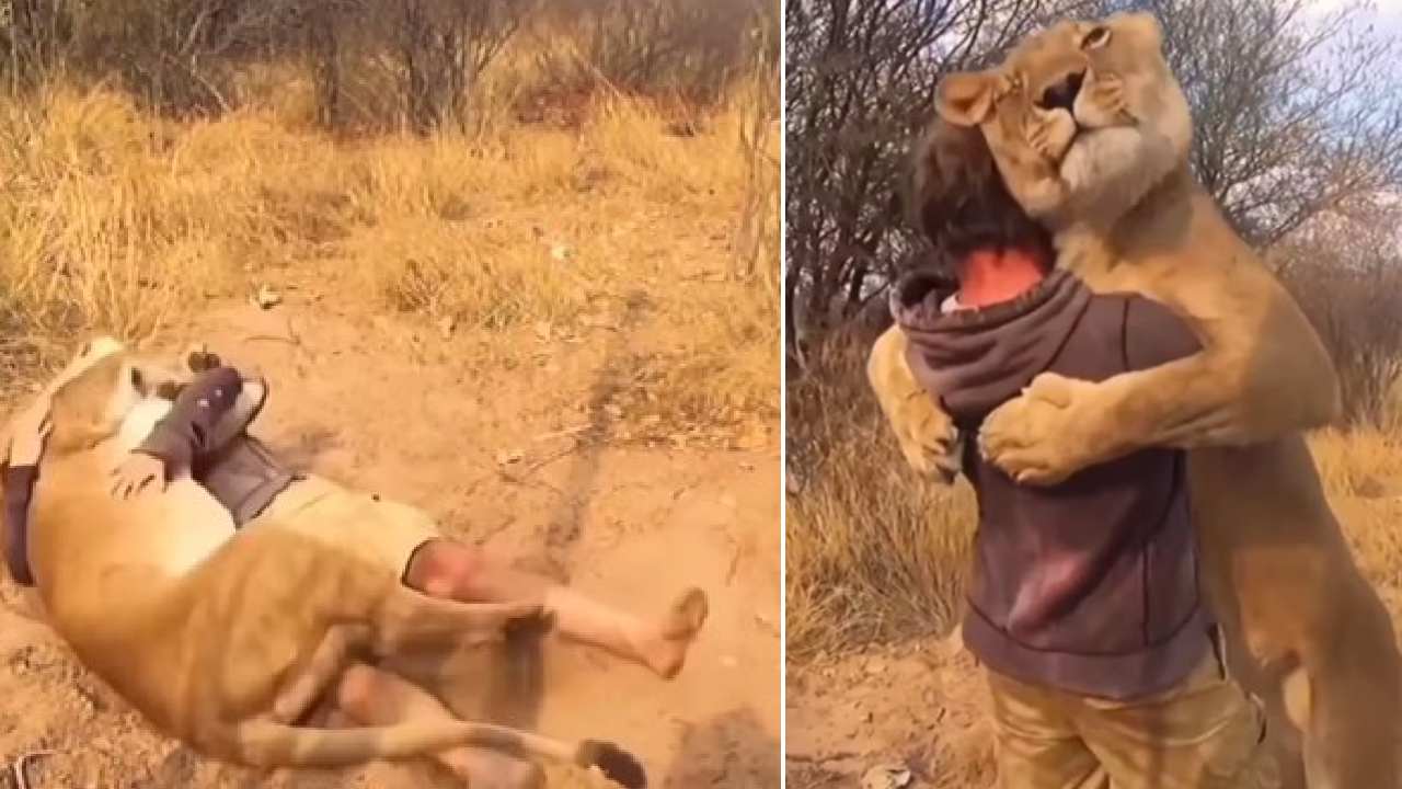 Viral video: మనిషిని హత్తుకున్న సింహం.. వీడియో చూసి ‘వామ్మో’ అంటున్న నెటిజన్లు