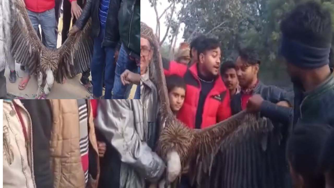 Rare Vulture Video: అరుదైన రాబందును పట్టుకున్న గ్రామస్థులు