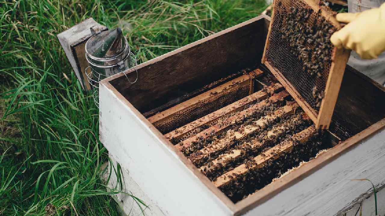 Honey bee ‘boxes’: ఏనుగులను తరిమేయడానికి తేనెటీగల సైన్యం