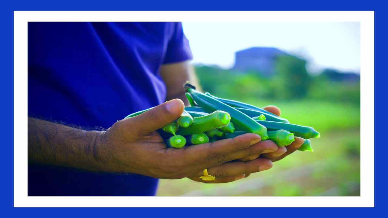 Okra Benefits : జీర్ణ వ్యవస్ధను మెరుగుపరచటంతోపాటు, రక్తంలో చక్కెర స్ధాయిలు నియంత్రణలో ఉంచే బెండకాయ!