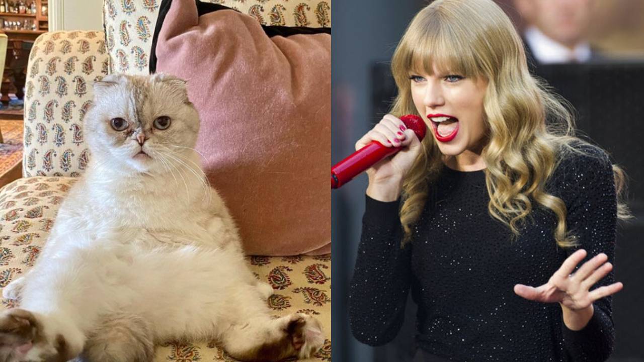 Richest Cats: ప్రముఖ గాయని పెంపుడు పిల్లికి రూ.800కోట్ల ఆస్తులు..! ఎలా సంపాదించిందో తెలుసా?