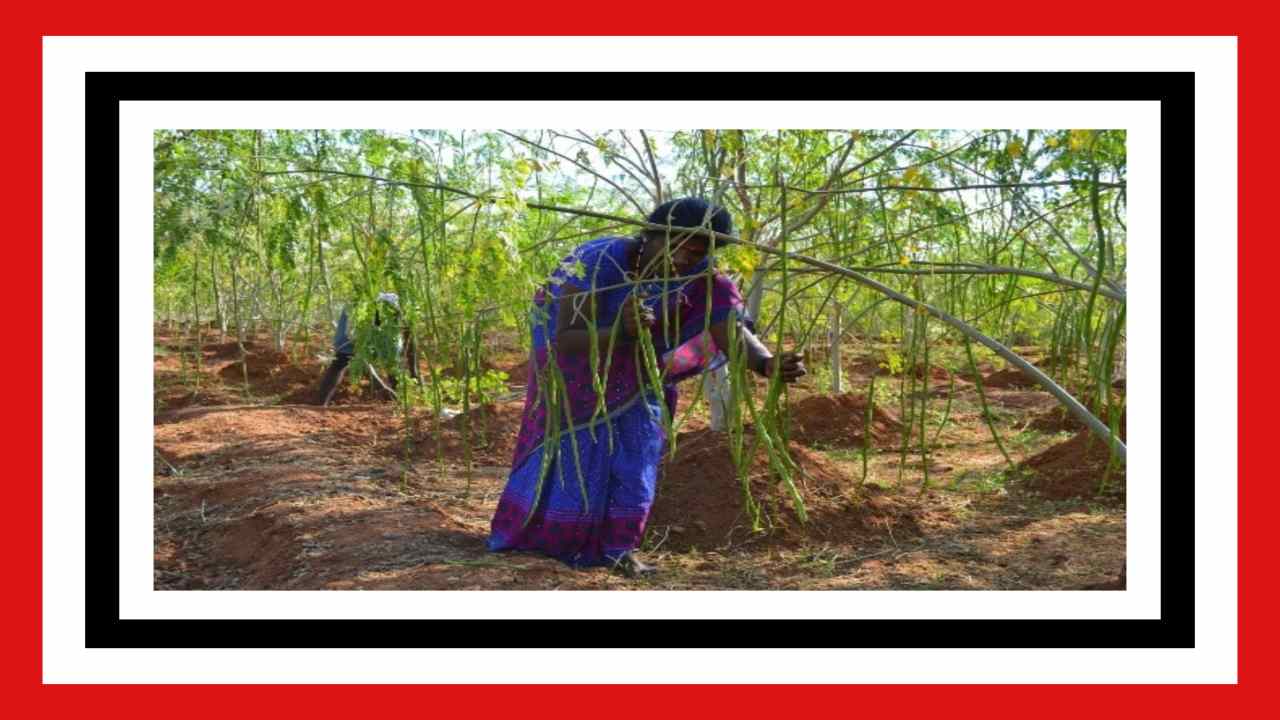 Drumstick Cultivation : మునగ సాగులో ఎరువుల యాజమాన్యం!