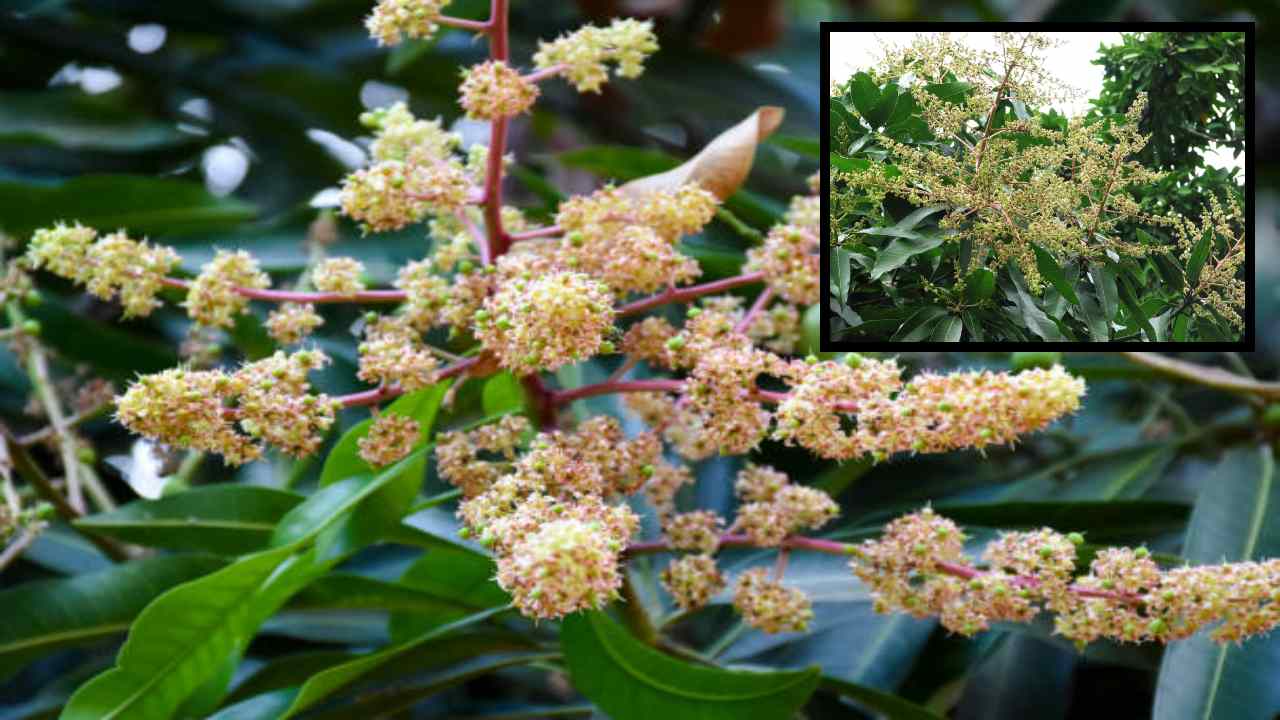 Mango Orchards : మామిడి తోటల్లో పూతదశలో చేపట్టాల్సిన యాజమాన్య పద్ధతులు!