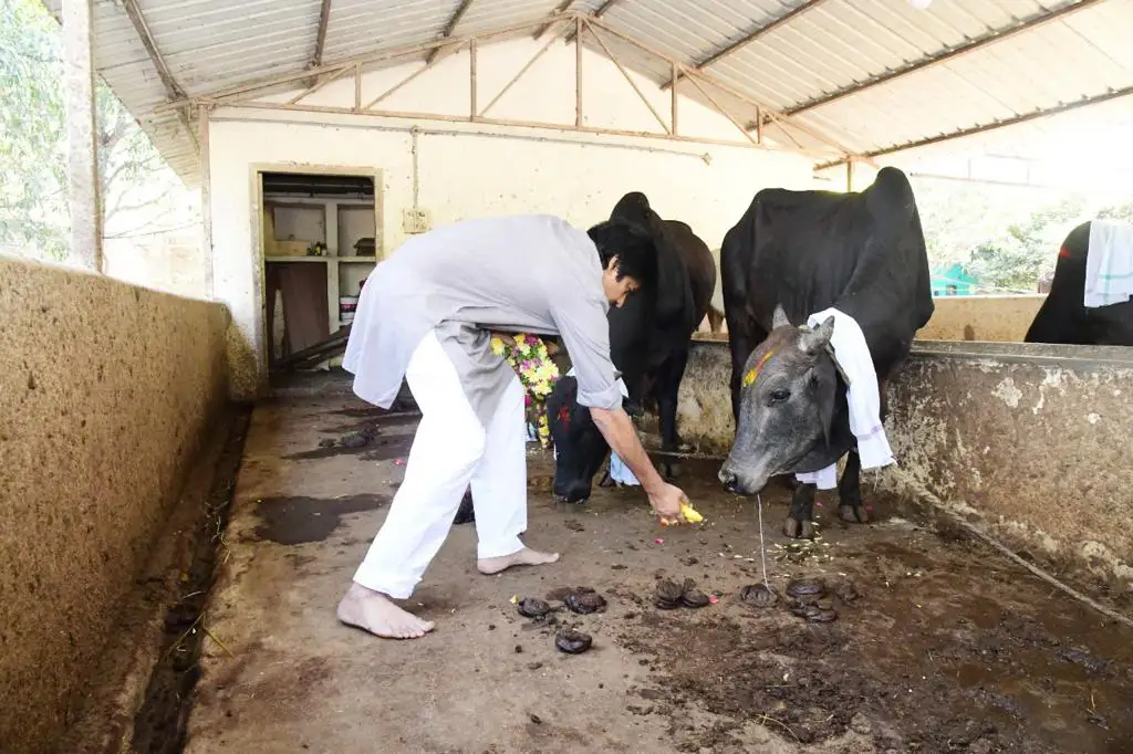Pawan Kalyan worshiped the cows