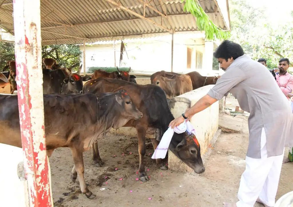 Pawan Kalyan worshiped the cows