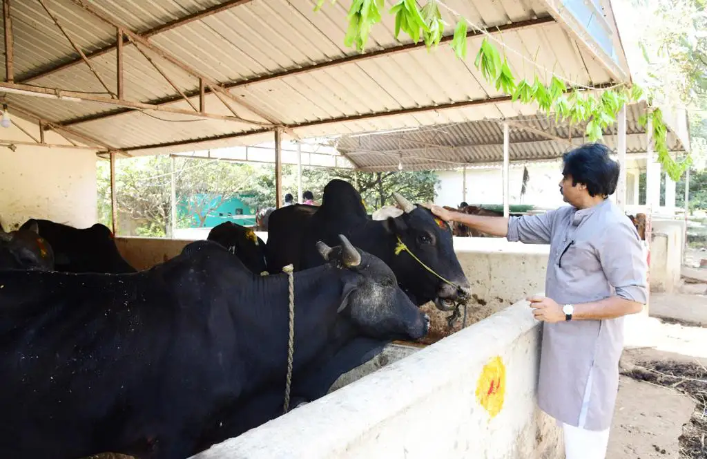 Pawan Kalyan worshiped the cows