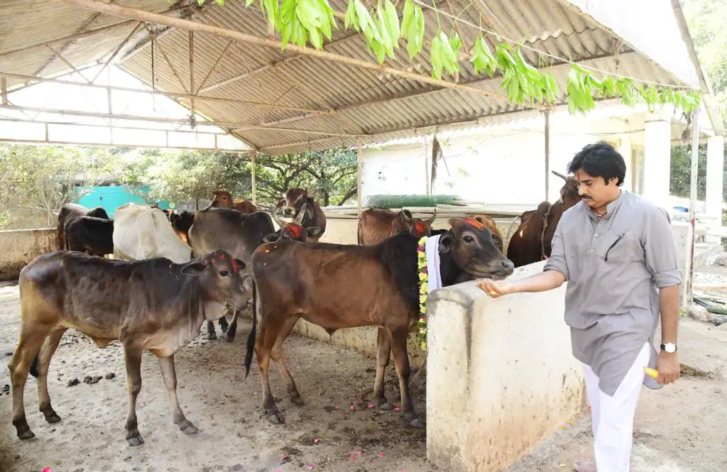 Pawan Kalyan worshiped the cows