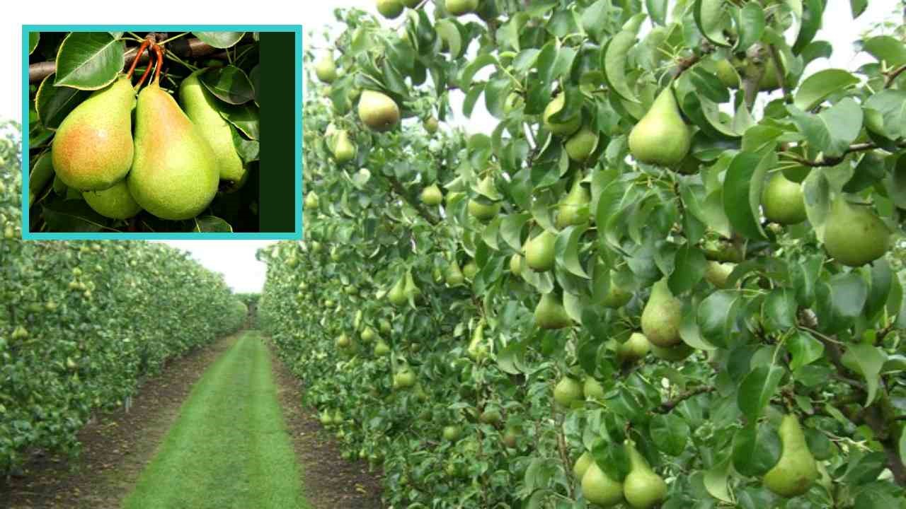 Farming Pears : పియర్ సాగు ఎలా చేస్తే లక్షల రూపాయలు సంపాదిస్తారో తెలుసా?