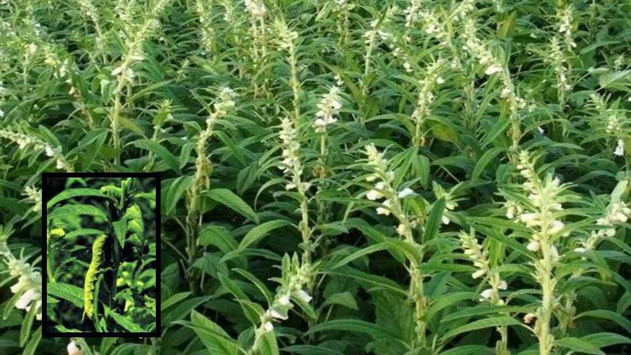 Pests In Sesame : నువ్వు పంటసాగులో చీడపీడలు, సస్యరక్షణ చర్యలు!