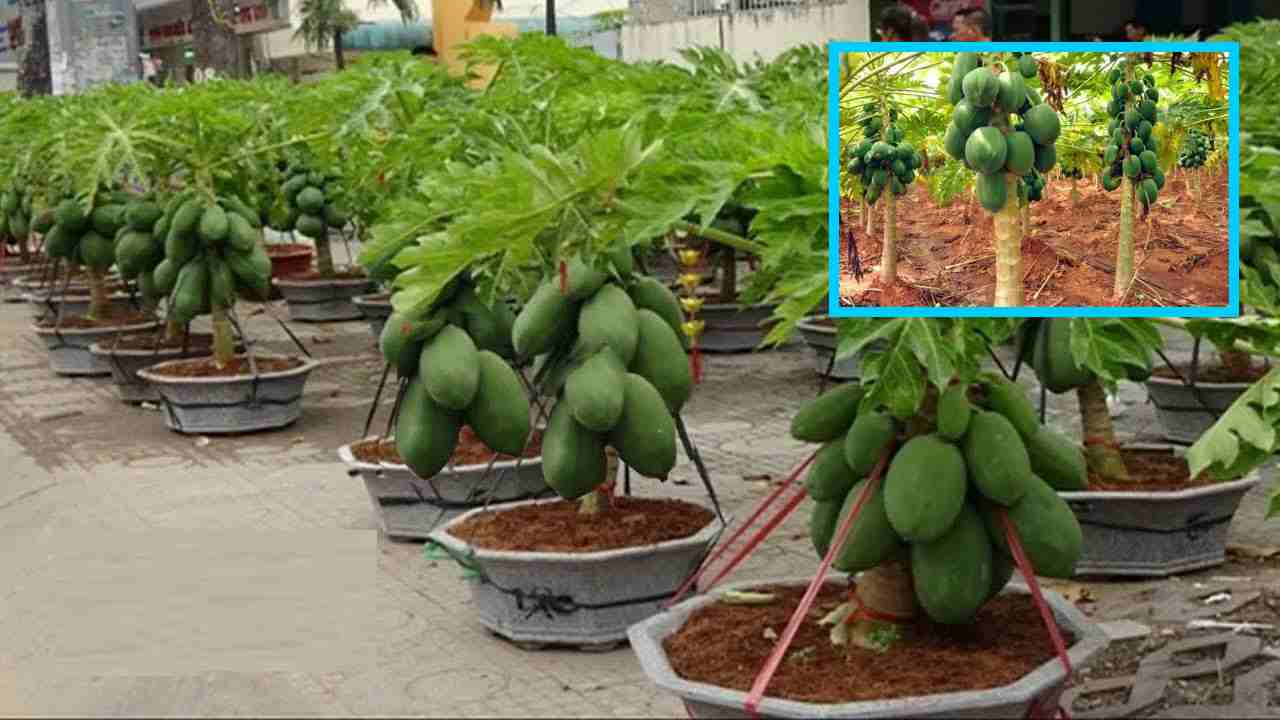 Papaya Cultivation : బొప్పాయి సాగులో రైతులు అనుసరించాల్సిన సస్యరక్షణ చర్యలు!