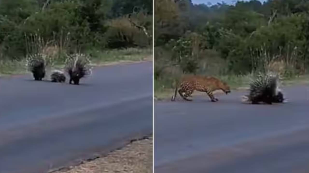 Porcupine Security: మేముండగా మీకేం కాదు బిడ్డా..! చిరుత నుండి జెడ్ సెక్యూరిటీతో బిడ్డలను కాపాడుకున్న పోర్కుపైన్ జంట.. వీడియో వైరల్..