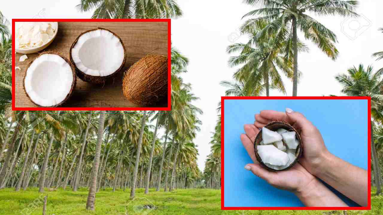 Raw Coconut : ఆరోగ్యానికి ఎంతో మేలుచేసే పచ్చి కొబ్బరి! రాత్రి నిద్రకు ముందు తింటే బోలెడు ప్రయోజనాలు
