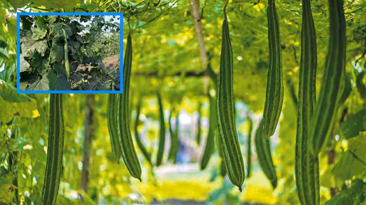 Beera Cultivation : బీరసాగులో అనువైన రకాల ఎంపిక !